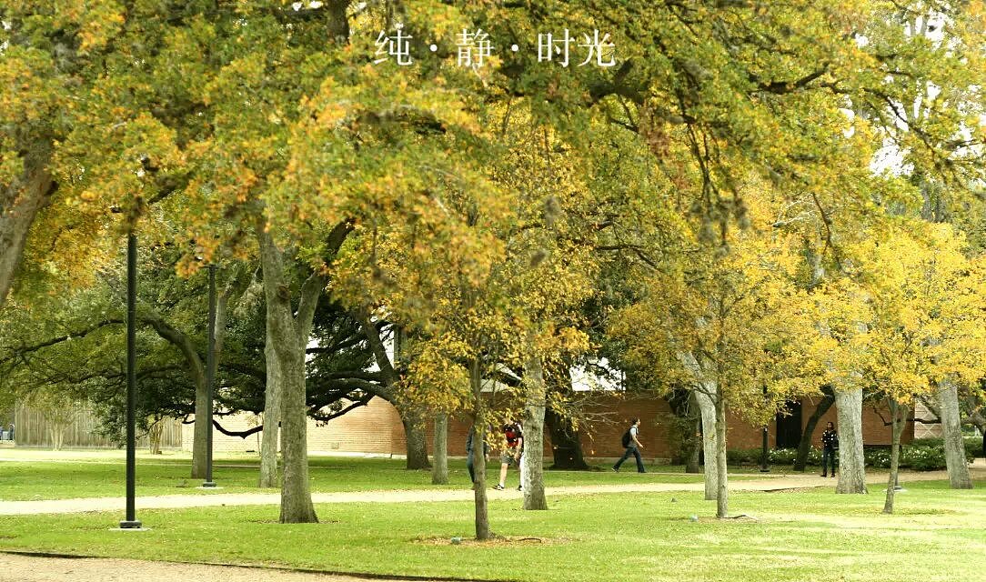 Rice University-分享生活（图ZNjY2ODY2NDg=） - 风光摄影 - 站酷设计师Richard_su原创素材 - 站酷ZCOOL