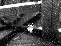 金鸽子设计师作品