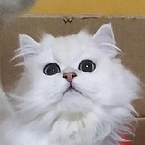 VINMOMO的头像