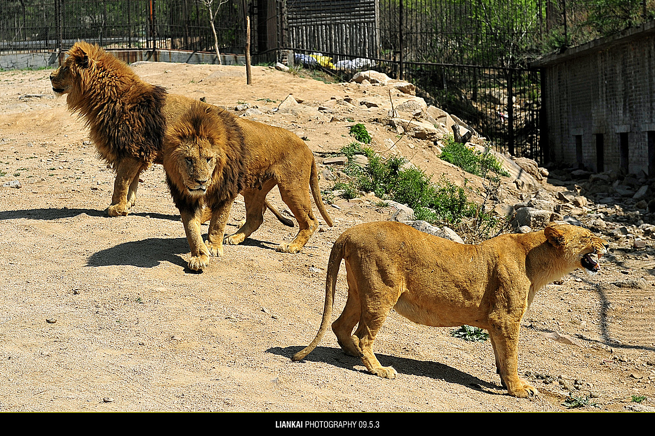 野生动物园随拍