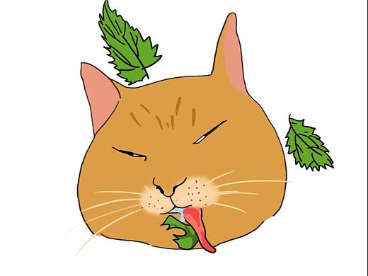 猫の薄荷