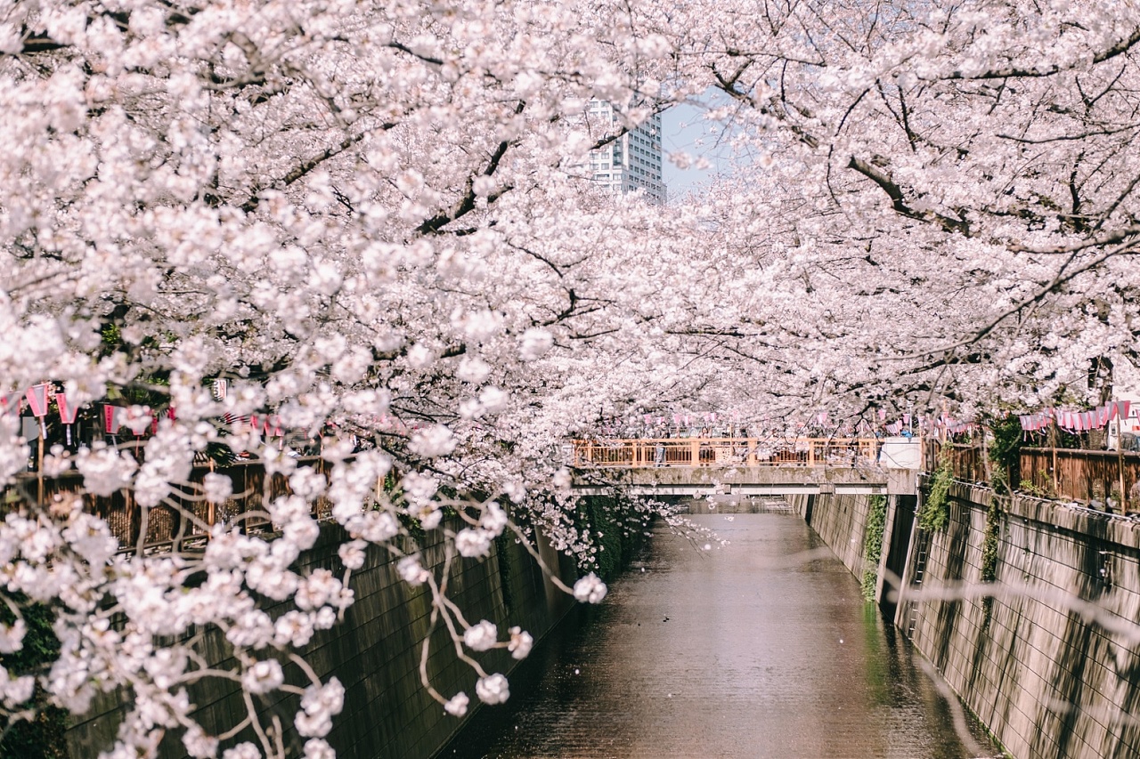 走在樱花中的年轻夫妇 库存照片. 图片 包括有 幸福, 京都, 微笑, 男朋友, 直接, 本质, 现有量 - 148906332