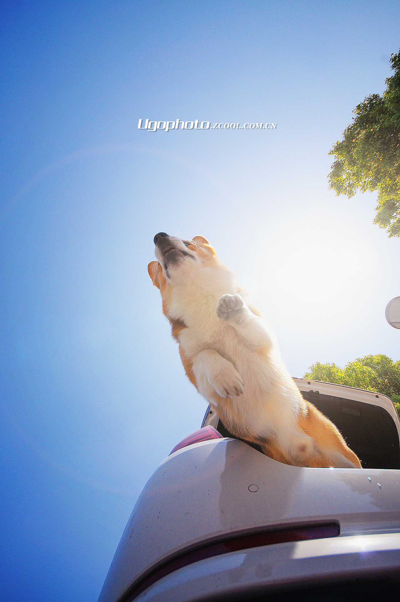 walk alone独行 【动物摄影师何某某个人作品18】