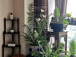 秋季是秋黄叶落时，但我家阴台的植物角却春意盎然！