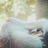 着急的猴子的头像