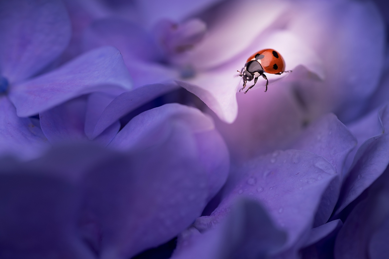 紫色浪漫（图ZMTYwNjU3MDcy） - 风光摄影 - 站酷设计师沉默畅想曲原创素材 - 站酷ZCOOL