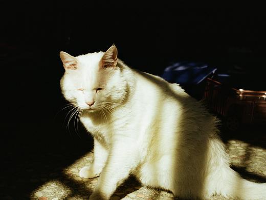 太阳和猫的夏天