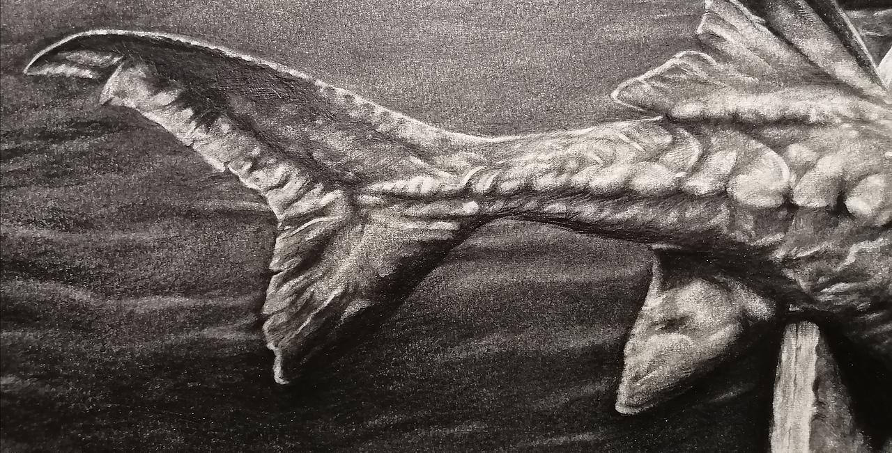 《我在等夕阳坠落》