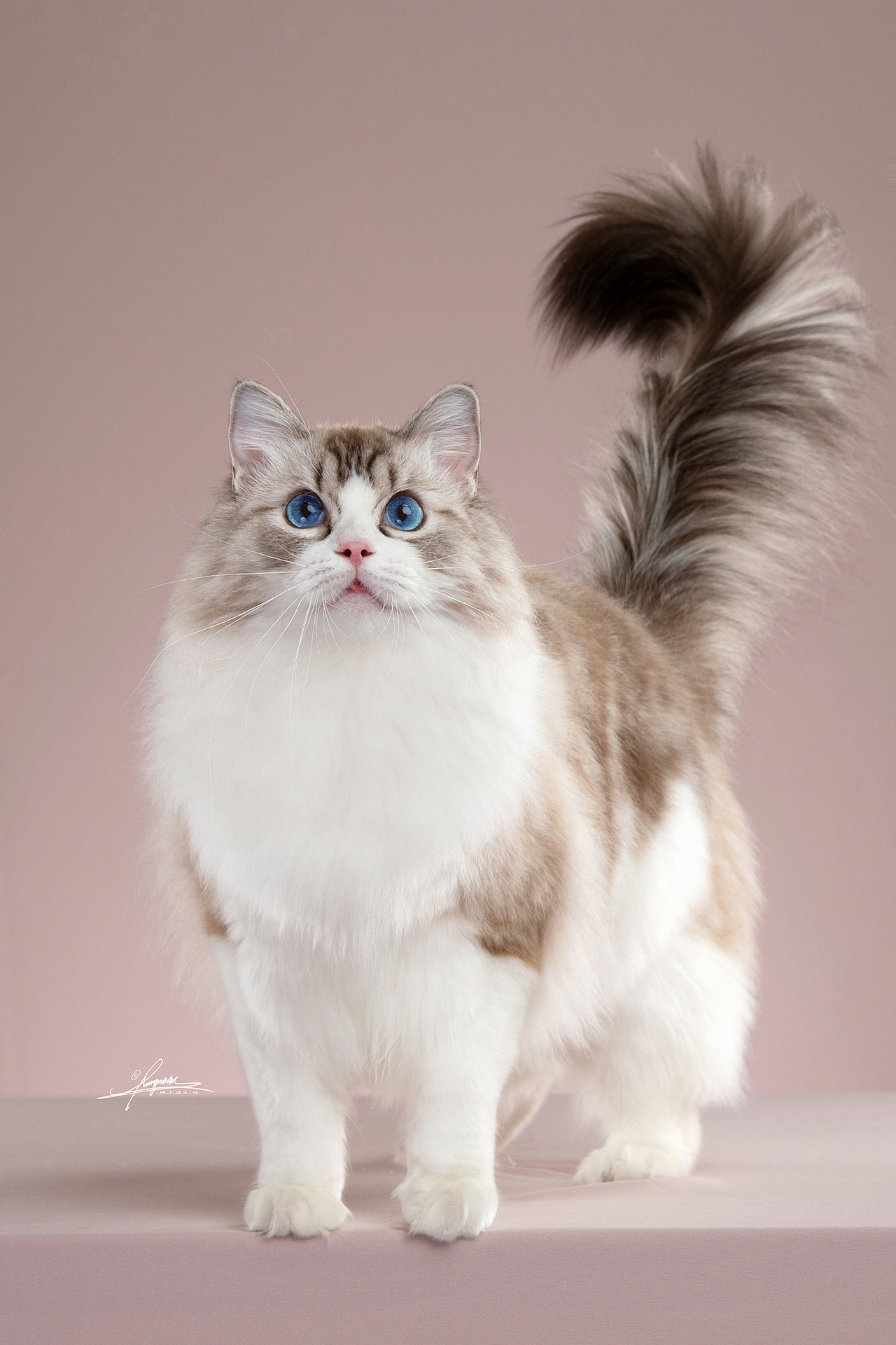 布偶猫-AMYWORKS探须视觉（图ZMjcyODIwNzEy） - 宠物摄影 - 站酷设计师AMYWORKS赛猫摄影原创素材 - 站酷ZCOOL