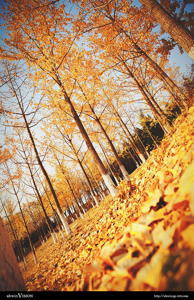 森林公园散心随拍