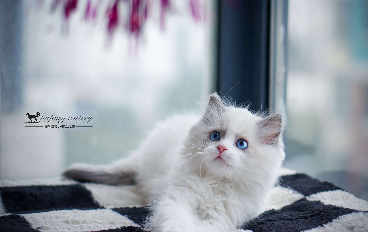 蓝双布偶猫/仙气系列 *【panda西原创作品4】