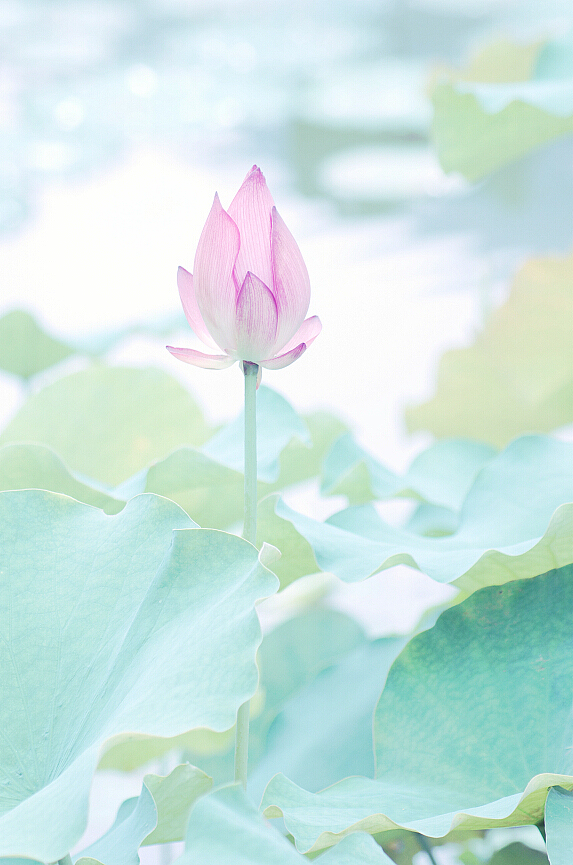 碧荷生幽泉,朝日艳且鲜.秋花冒绿水,密叶罗青烟.（图ZODAxNTAwODQ=） - 产品摄影 - 站酷设计师杭州黄一能原创素材 - 站酷ZCOOL