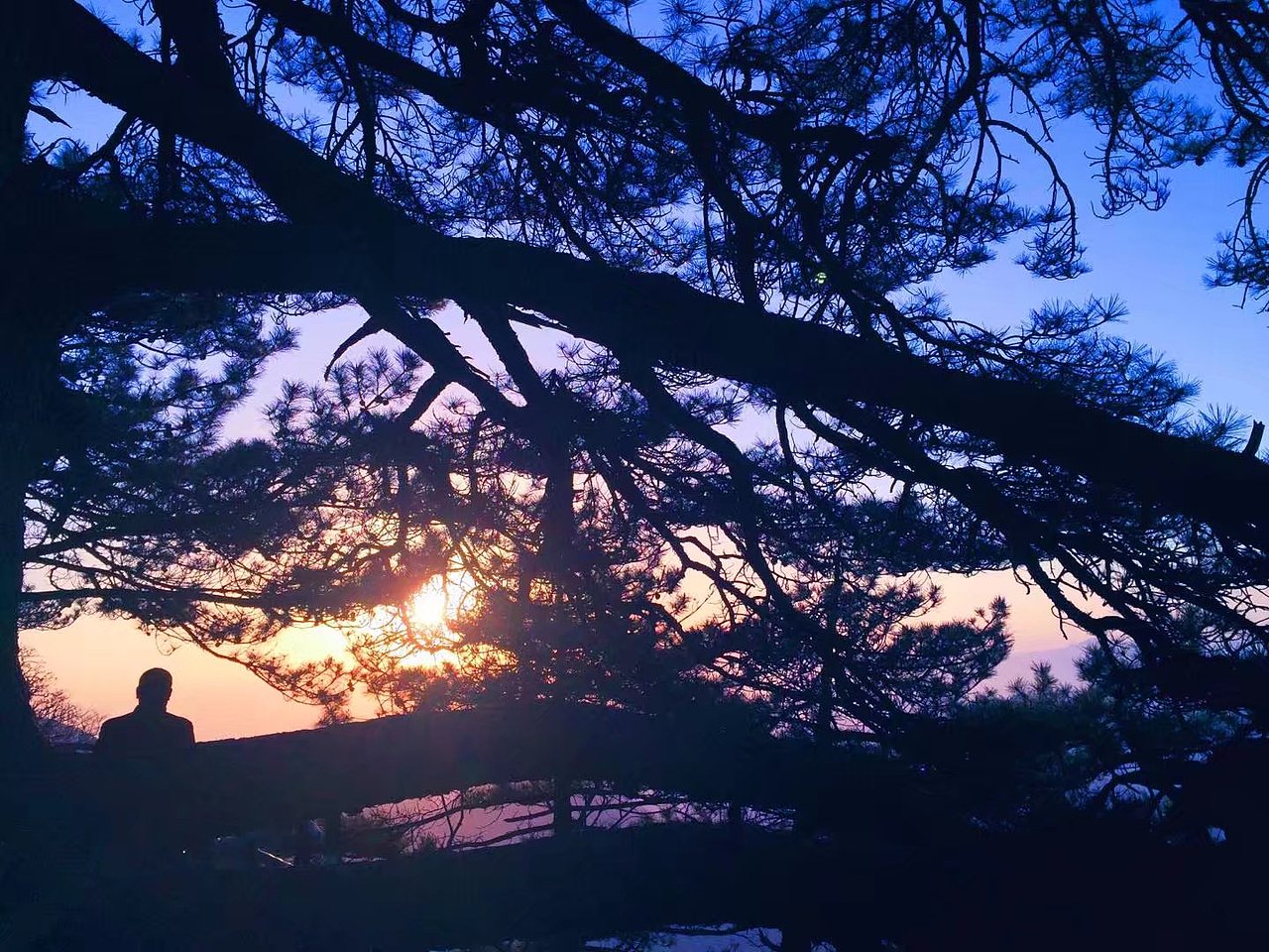 日出与树枝（图ZMzA1NTc5NDEy） - 风光摄影 - 站酷设计师马丁的老相机原创素材 - 站酷ZCOOL