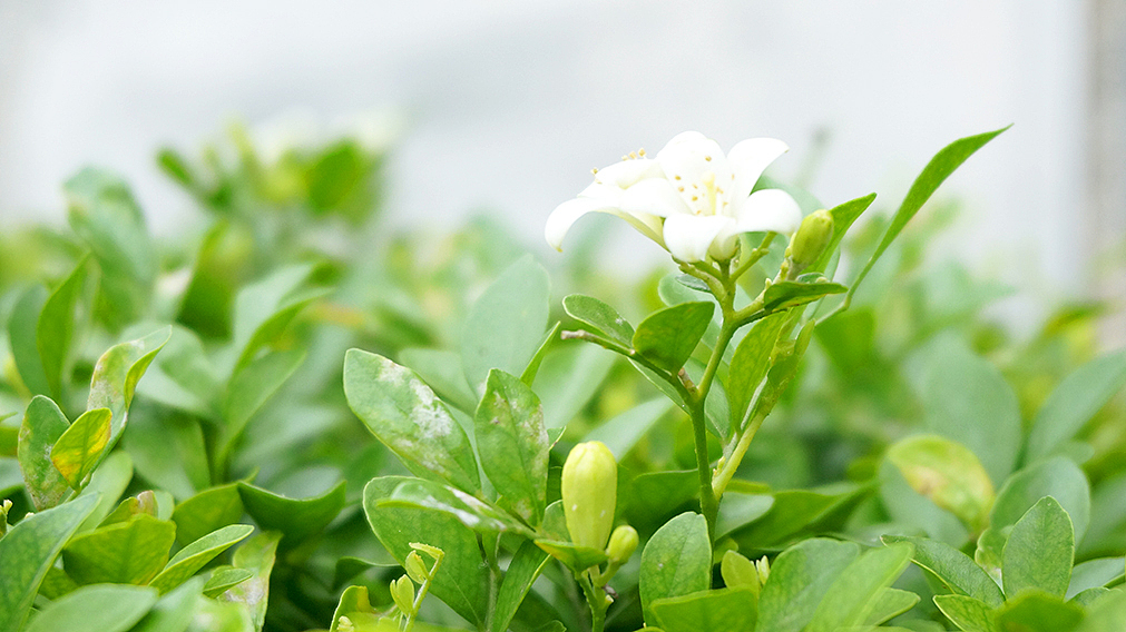 去个大学都要排队。。。漫长的等候,发现路边的小花还挺美,闻了一下还很香呢,这是茉莉花么?