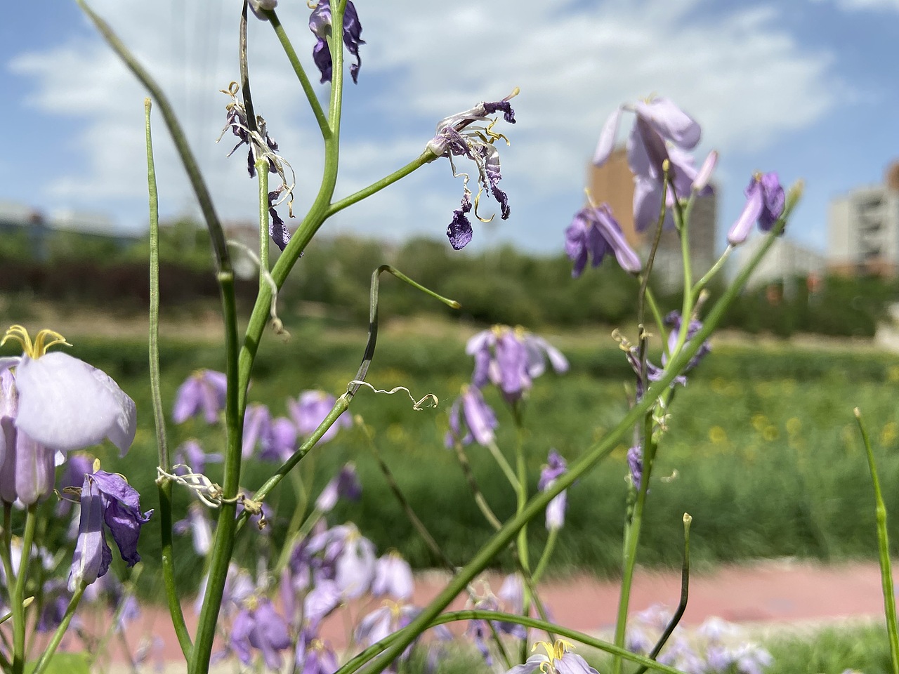 手机摄影-城市风光（图ZMjIzNjA2MTAw） - 环境/建筑摄影 - 站酷设计师灰鸡说原创素材 - 站酷ZCOOL