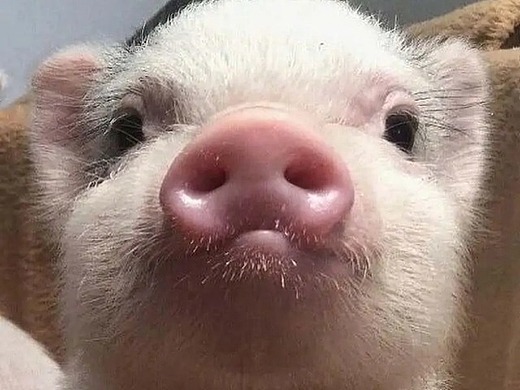 猪头摄影-宠物摄影571031年前添加表情还没有收到留言