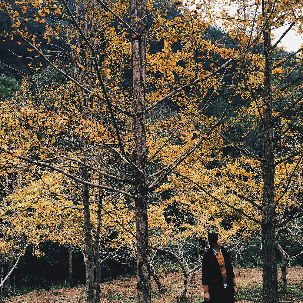 冷秋，银杏叶像蝴蝶一样..（图ZMjU0NzU4NzI=） - 风光摄影 - 站酷设计师KIKI7_原创素材 - 站酷ZCOOL