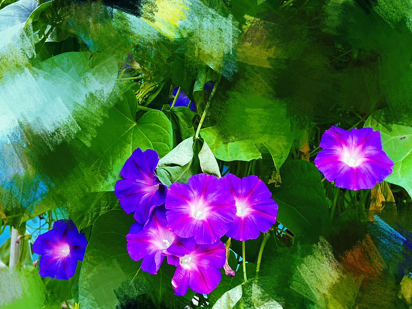 刘勇良画意摄影:喇叭花开