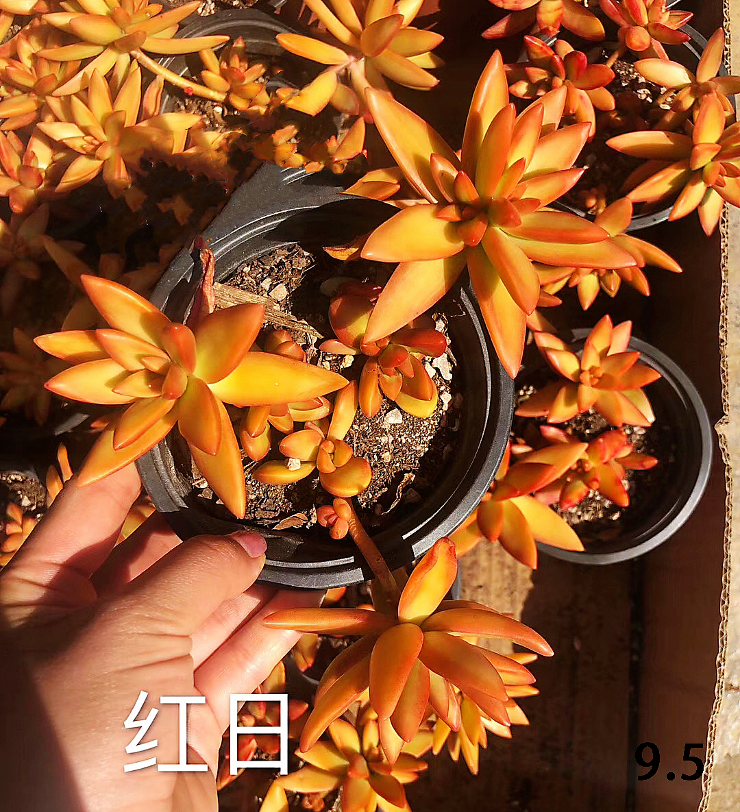 云南东南亚多肉绿植（图ZMTU1NDUxMjc2） - 产品摄影 - 站酷设计师绿植玩家原创素材 - 站酷ZCOOL