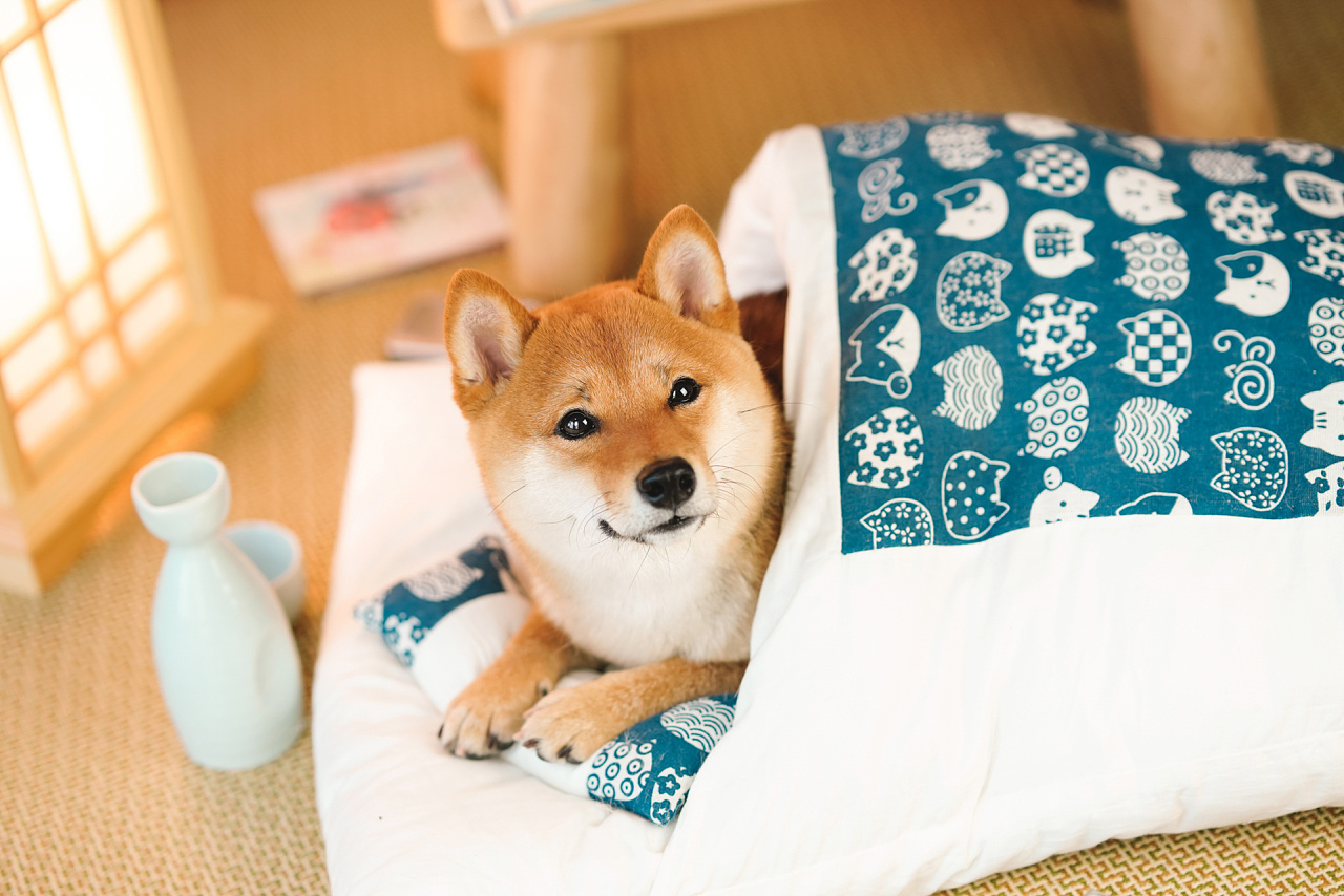 柴犬摄影合集——宠爱拾光宠物摄影|摄影|宠物摄影|petlight - 原创