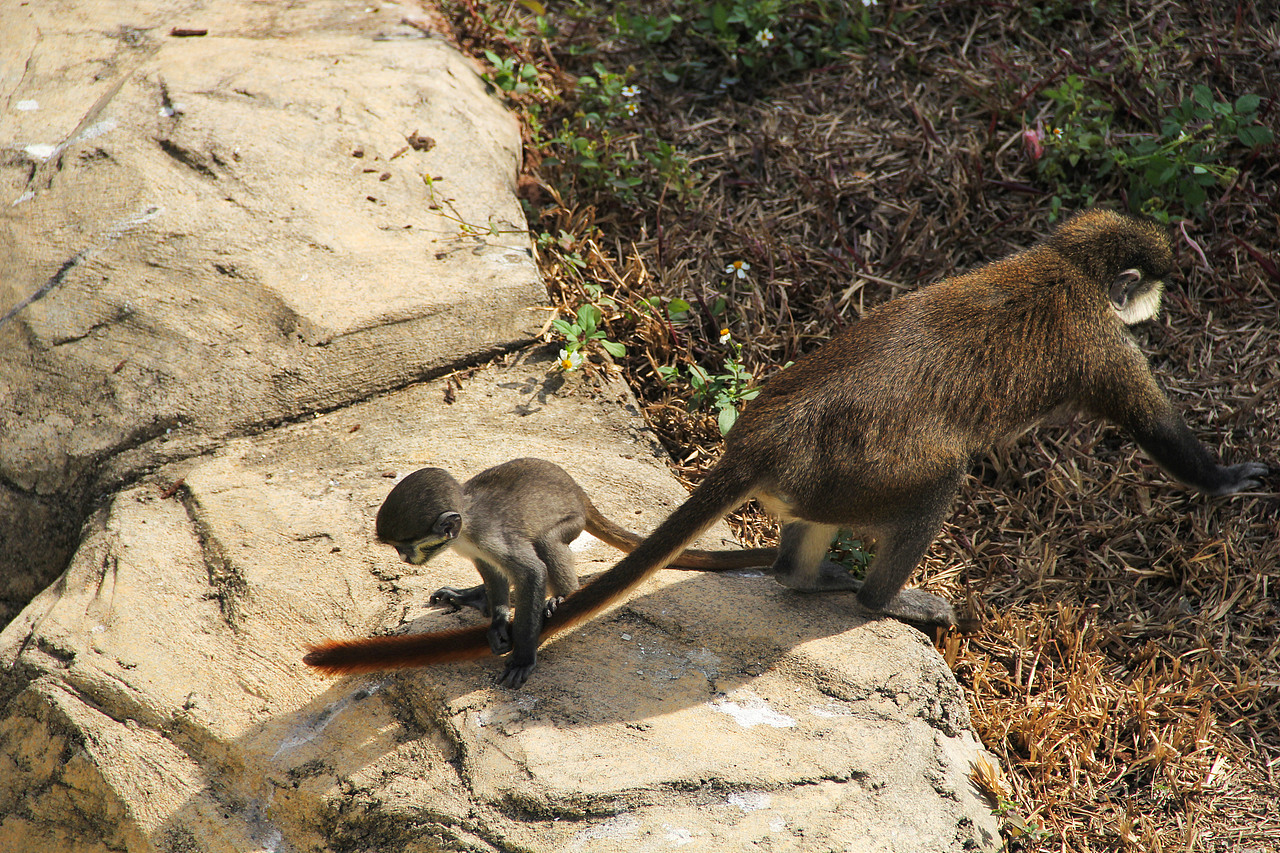 万物可爱（图ZMTk5OTY3NjMy） - 宠物摄影 - 站酷设计师小红帽JN原创素材 - 站酷ZCOOL