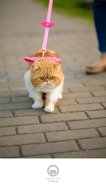 加菲阿宝和乱入的东西（图ZNDY1NjQ0NzY=） - 宠物摄影 - 站酷设计师挂糖原创素材 - 站酷ZCOOL