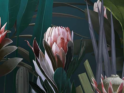 帝王花~