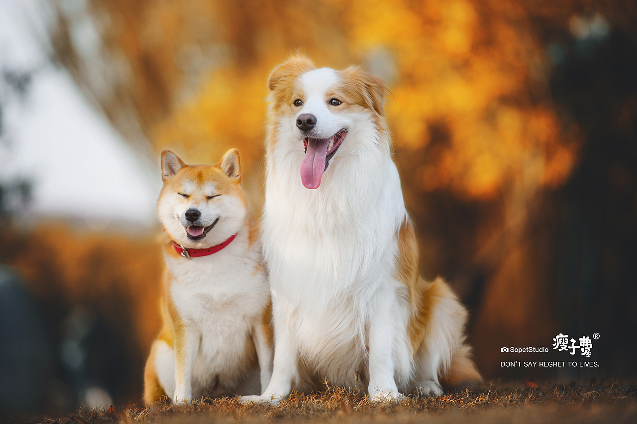 最佳组合（图ZMjc5OTU5NzY0） - 宠物摄影 - 站酷设计师宠物摄影师瘦子费原创素材 - 站酷ZCOOL