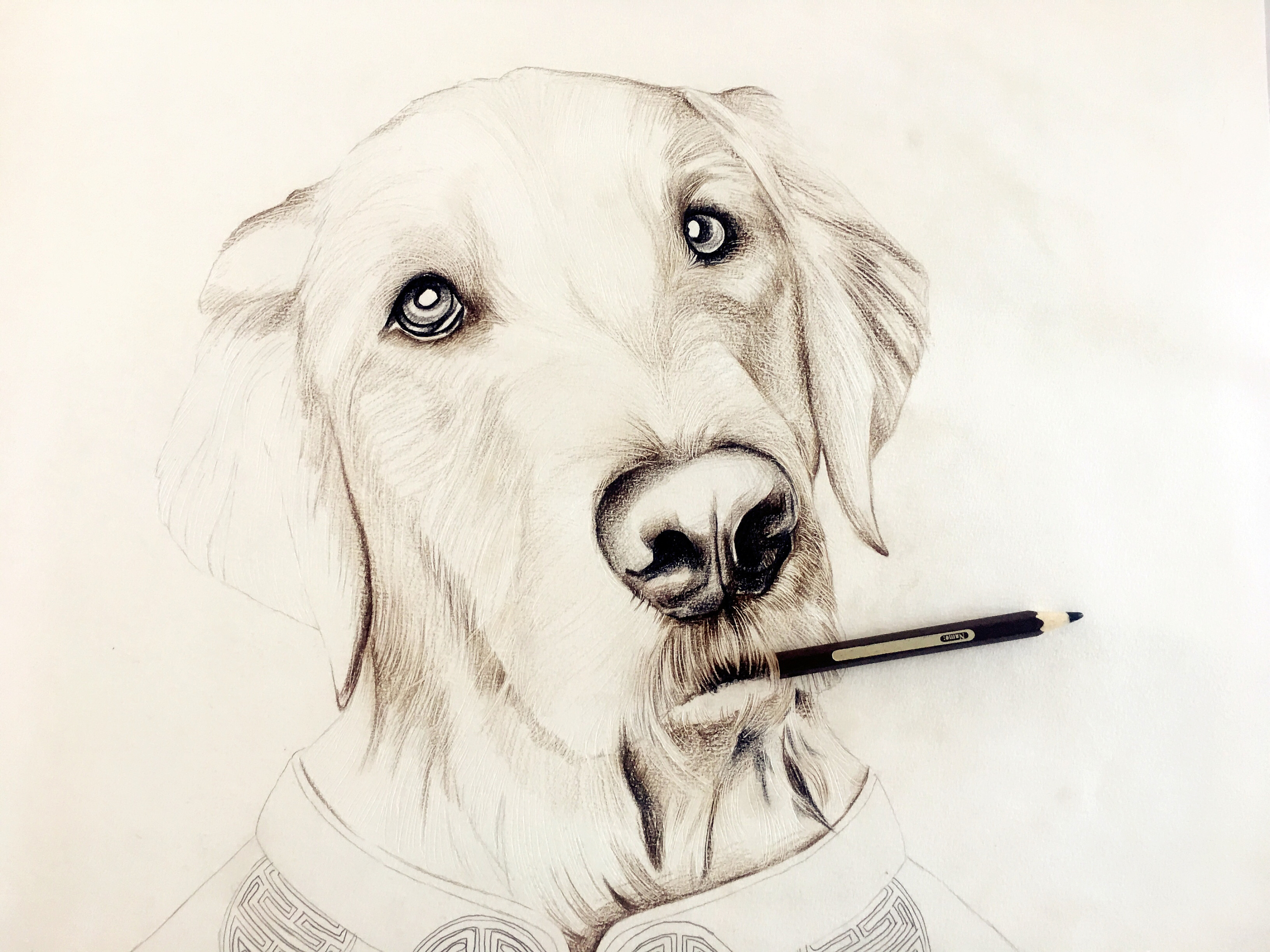 彩铅狗狗|纯艺术|绘画|完美mcl - 原创作品 - 站酷 (zcool)