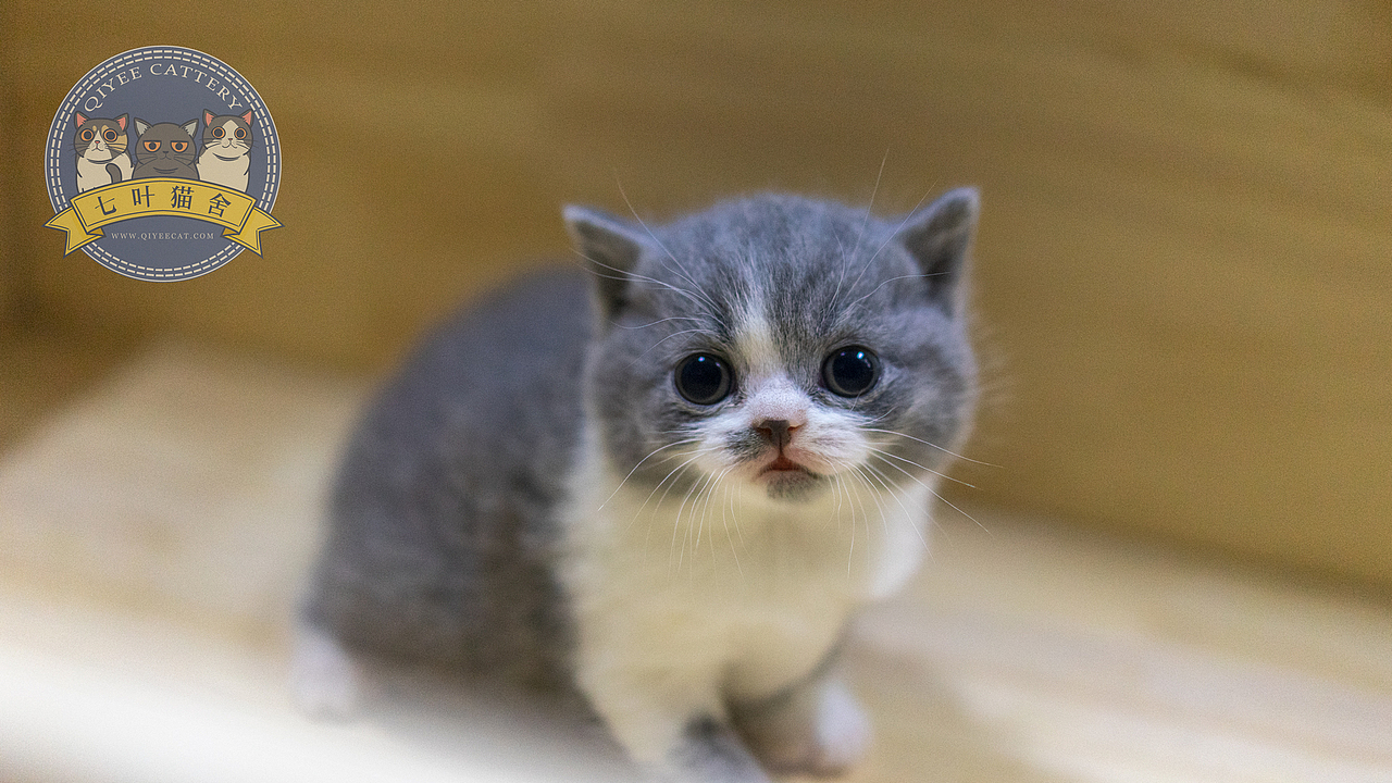 七叶英短猫舍英国短毛猫蓝白幼猫奶猫宠物猫摄影图