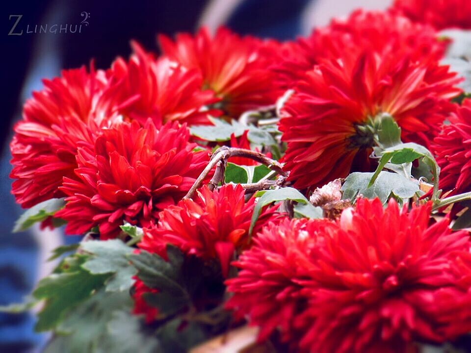 偶遇岳麓山菊花展