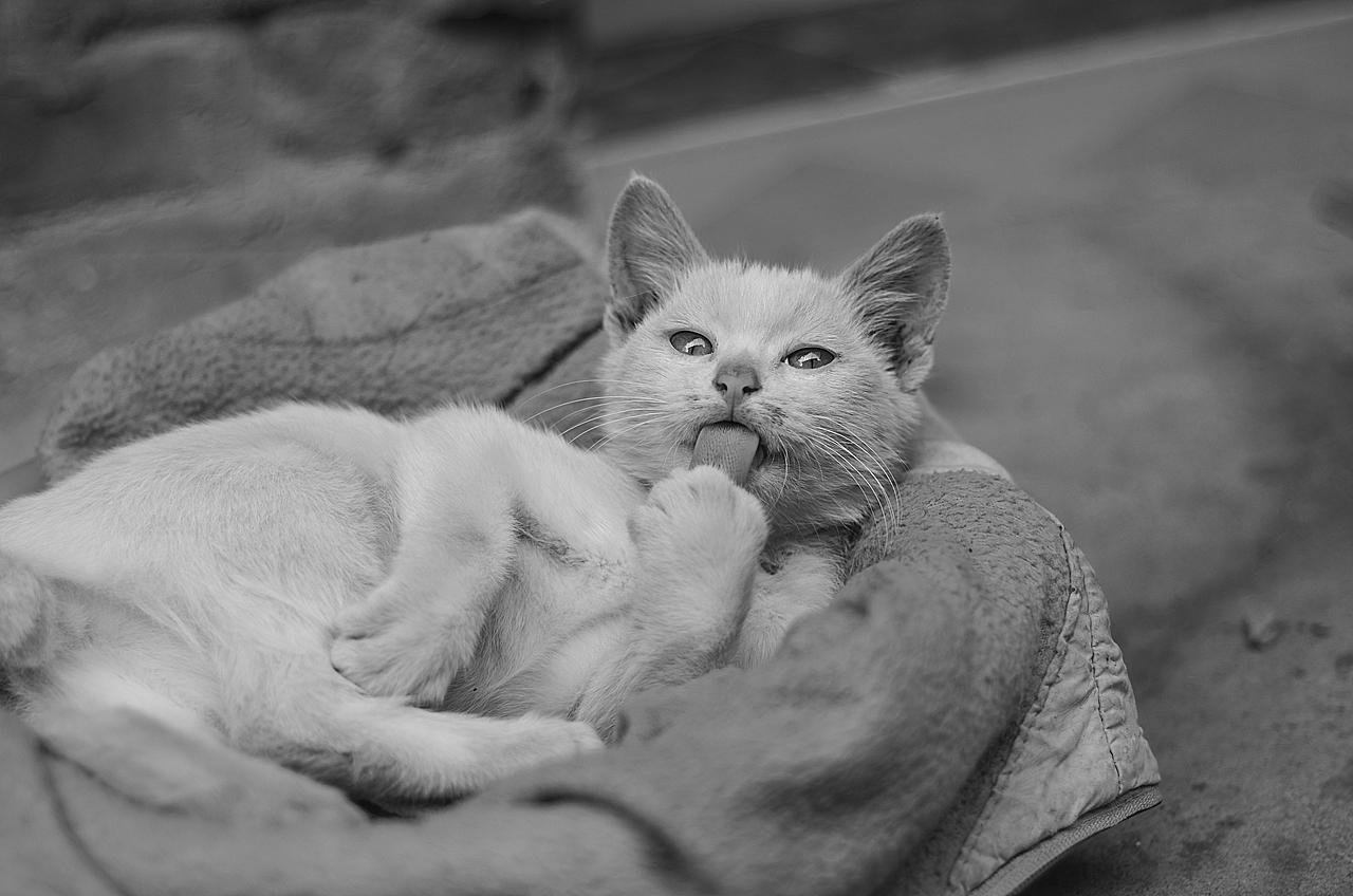 来自乡下的文艺——猫姐(>^ω^<)!!