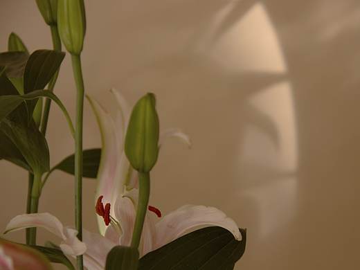 下午四点的百合花（个人主页-ZNDUyMTg1OTY=） - 产品摄影 - 站酷设计师nacoo_oon原创素材 - 站酷ZCOOL