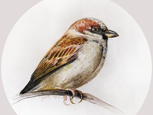 彩铅-麻雀（个人主页-ZNDAwNTYxNjg=） - 绘本 - 站酷设计师Libra薄荷糖原创素材 - 站酷ZCOOL