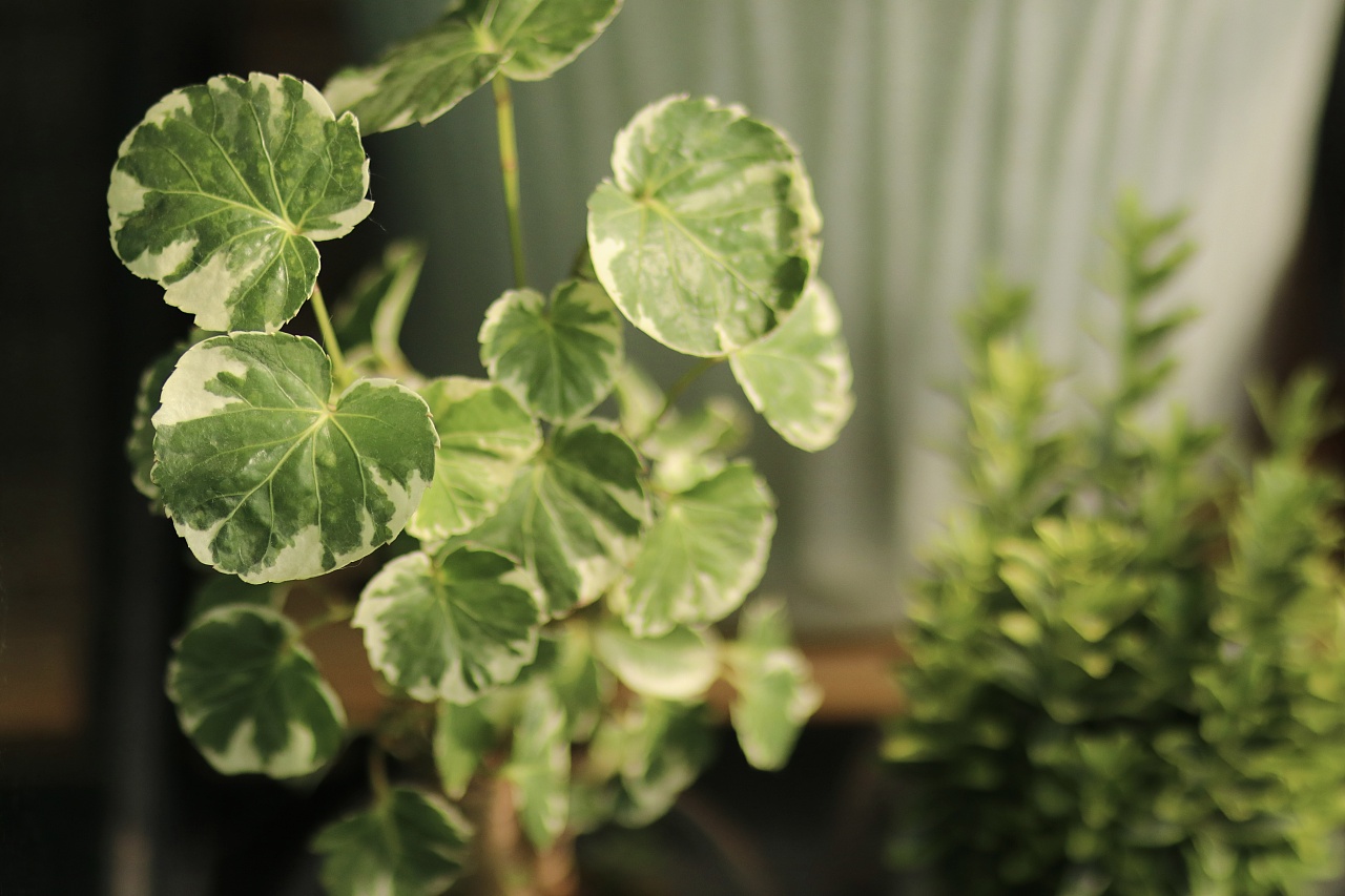 植物叶片|摄影|人文/纪实摄影|喜欢摄影的花艺师 - 原创作品 - 站酷 (