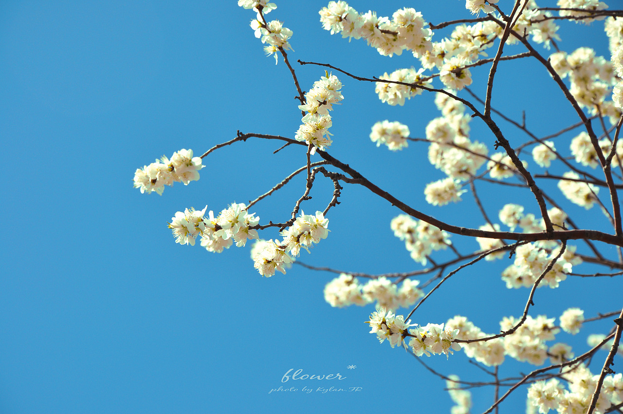 【桜*】 花。by Kylan.FR（圖ZMjY1Mzg0MA==） - 風(fēng)光攝影 - 站酷設(shè)計(jì)師Kylan原創(chuàng)素材 - 站酷ZCOOL