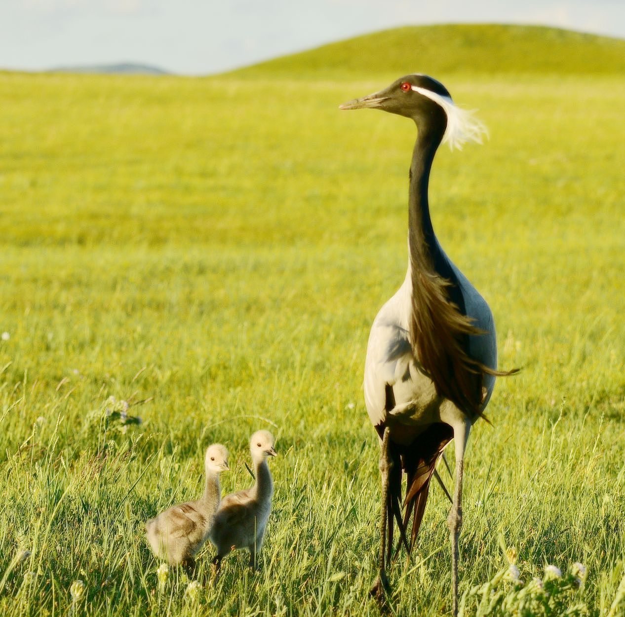 巴彦查干草原蓑羽巴彦查干草原蓑羽鹤鹤