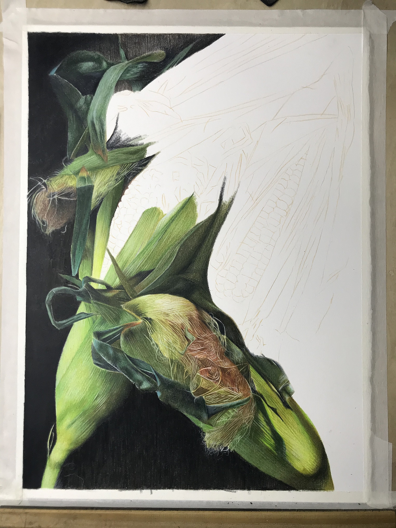 彩铅静物系列之-玉米、霹雳马偏写实风格（附过程图）（图ZMjYyMjQ5NTAw） - 绘画 - 站酷设计师臻于至善彩铅绘画原创素材 - 站酷ZCOOL