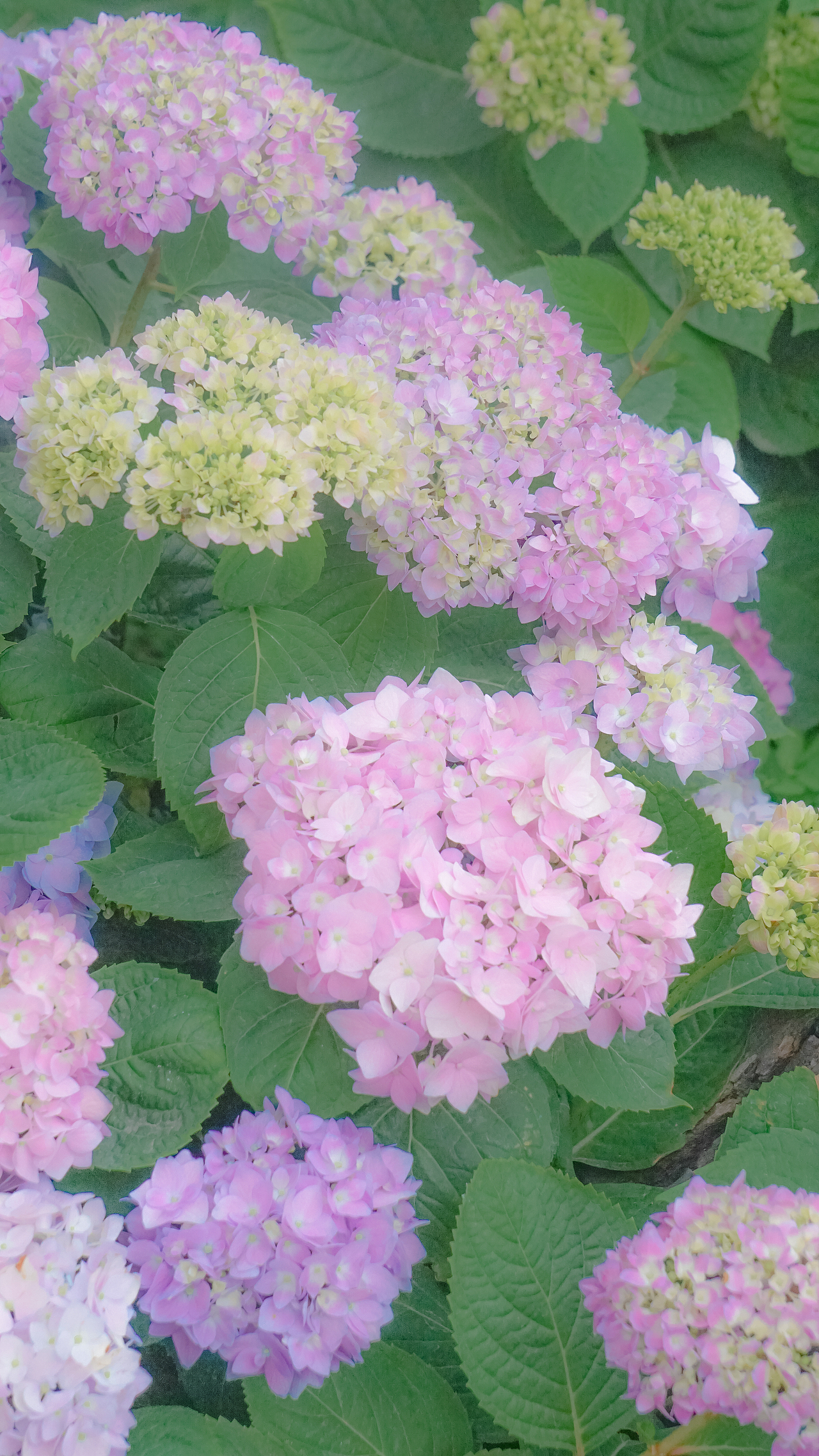 花有约，春不误。