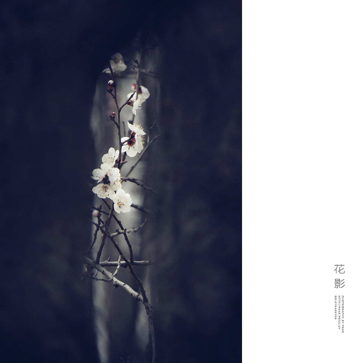花 影（图ZMjYyMjQxMTY=） - 风光摄影 - 站酷设计师pear1103原创素材 - 站酷ZCOOL