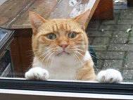 簡歷+作品集（啥都有）