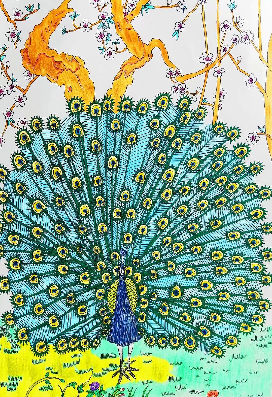 手绘孔雀开屏插画