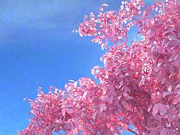 【AE/C4D】OPPO R11——水晶石學(xué)生涂剛