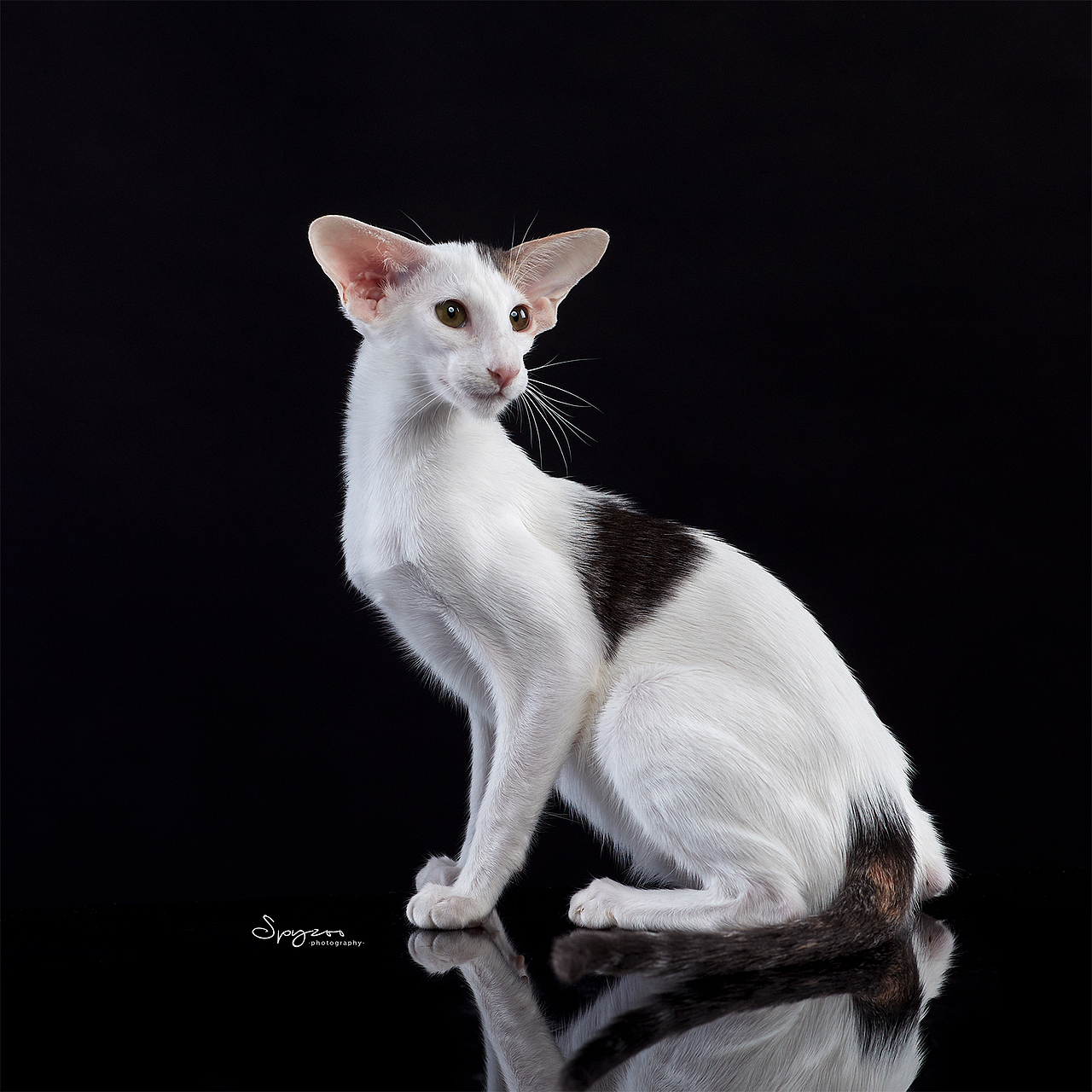 东方短毛猫天津影棚拍攝九月(图ZMjI1NTY5MjU2) - 宠物摄影 - 站酷设计师spyzoo原创素材 - 站酷ZCOOL
