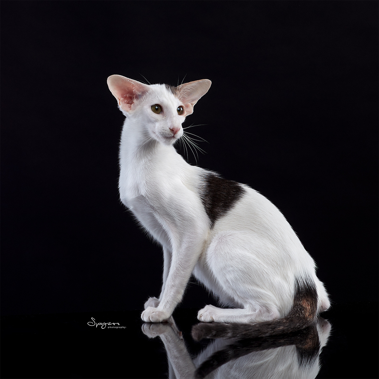 东方短毛猫是家猫的品种之一.体重一般4-6.