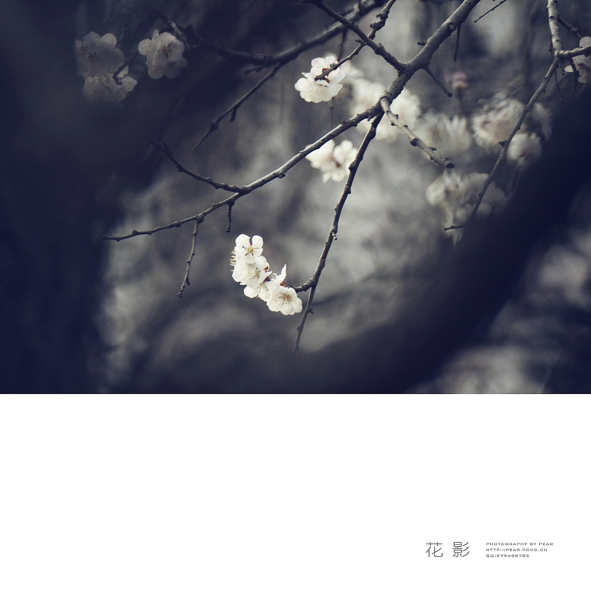 花 影（图ZMjYyMjQxNDg=） - 风光摄影 - 站酷设计师pear1103原创素材 - 站酷ZCOOL
