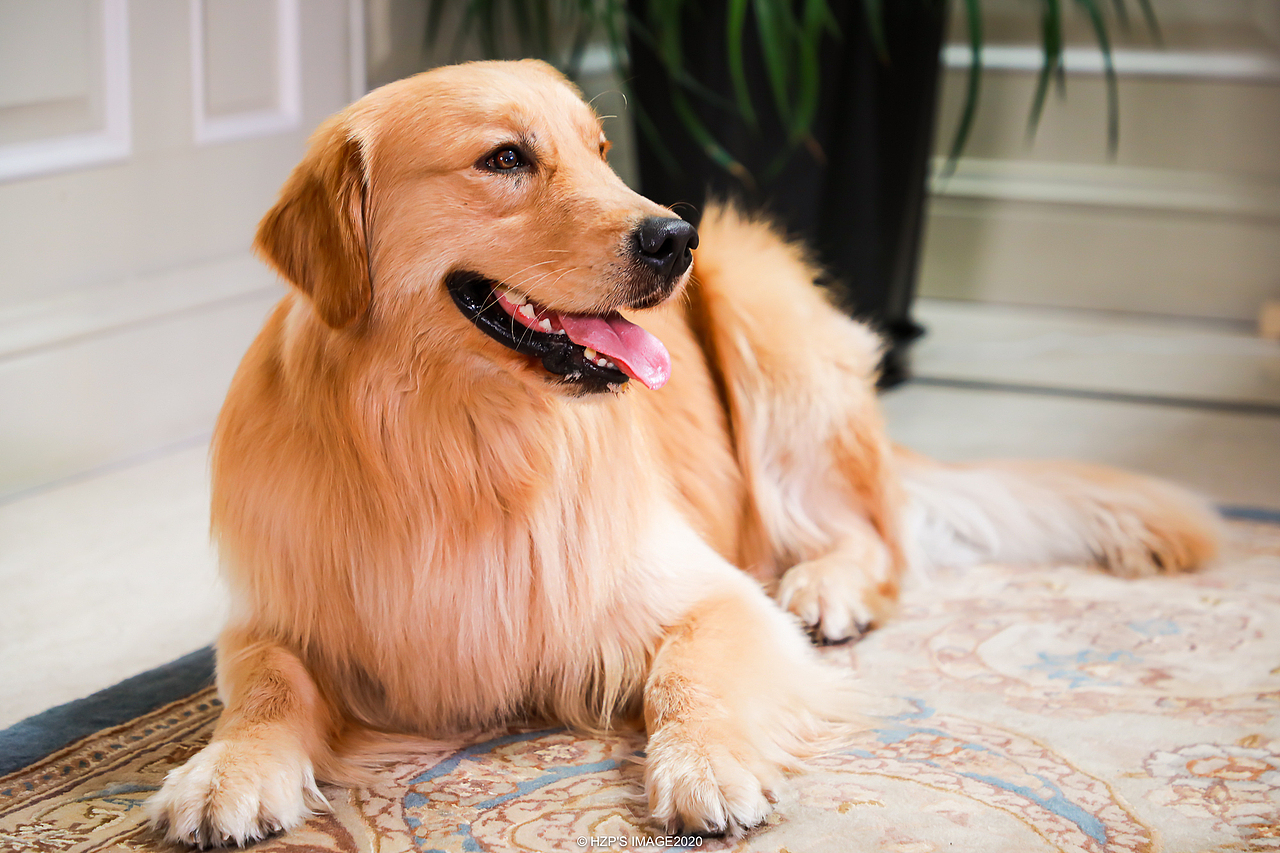 金毛（图ZMjEwMDkyMzUy） - 宠物摄影 - 站酷设计师下乡种田帅小伙原创素材 - 站酷ZCOOL