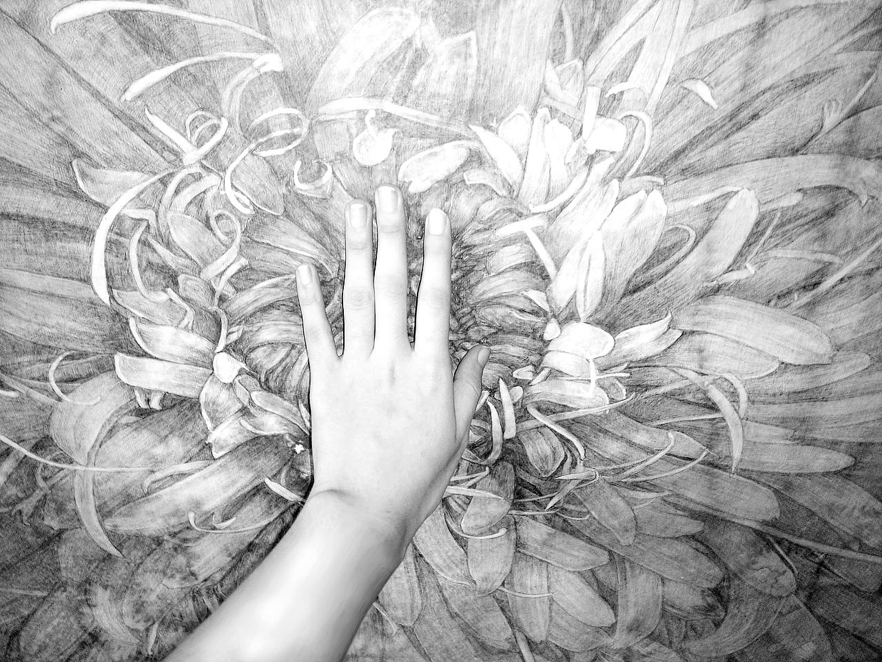 手绘《生命之花》