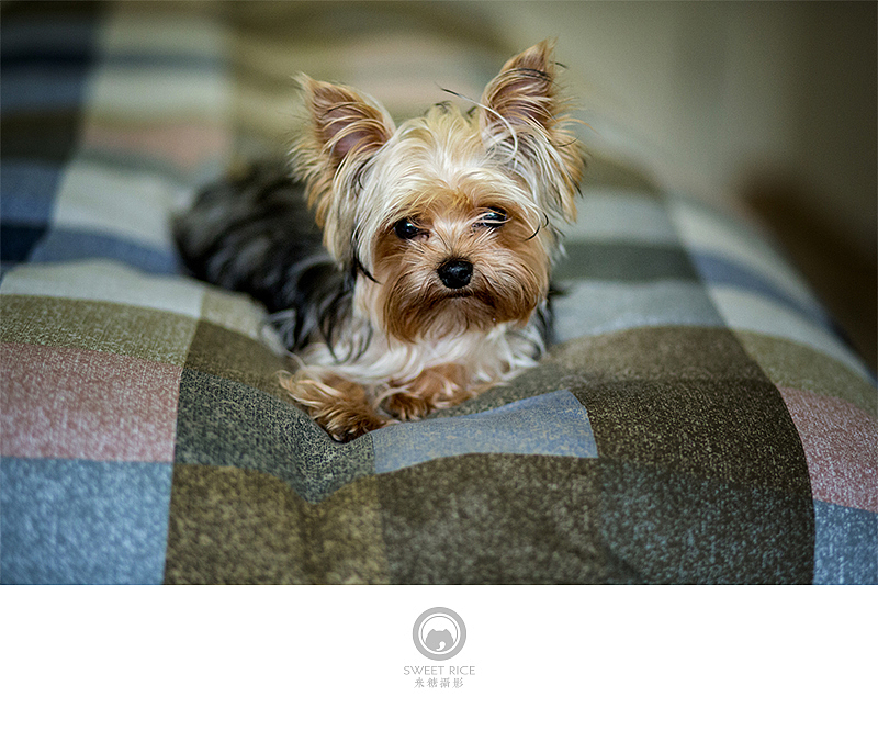 加菲阿宝和乱入的东西（图ZNDY1NjQzNjg=） - 宠物摄影 - 站酷设计师挂糖原创素材 - 站酷ZCOOL