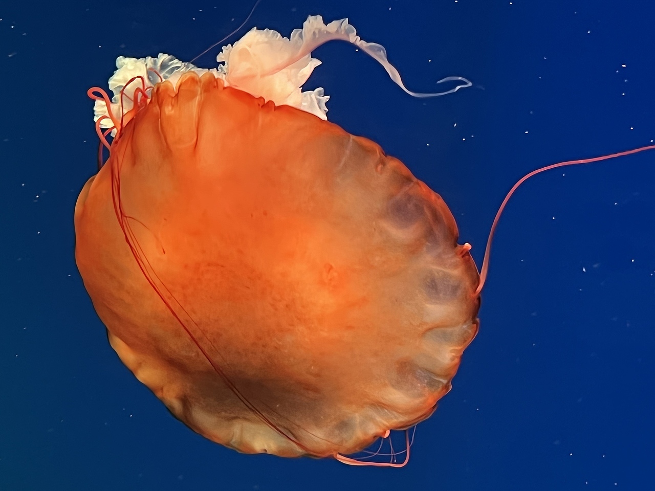 水母—深海中的舞者